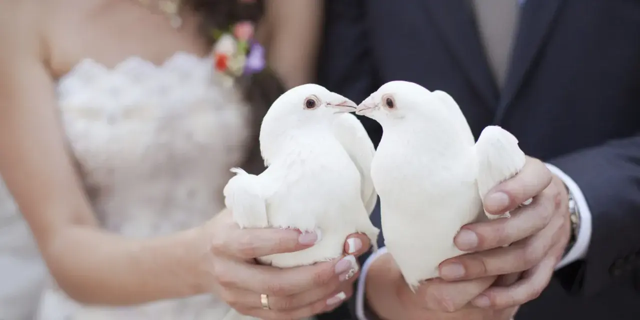 Un couple de mariés tient deux colombes blanches, symbolisant le lacher de colombes pour leur union.