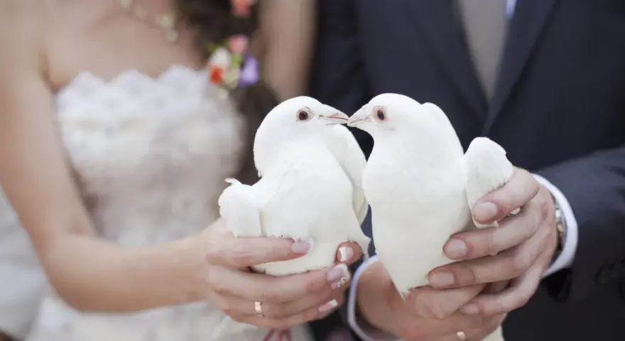 Un couple de mariés tient deux colombes blanches, symbolisant le lacher de colombes pour leur union.