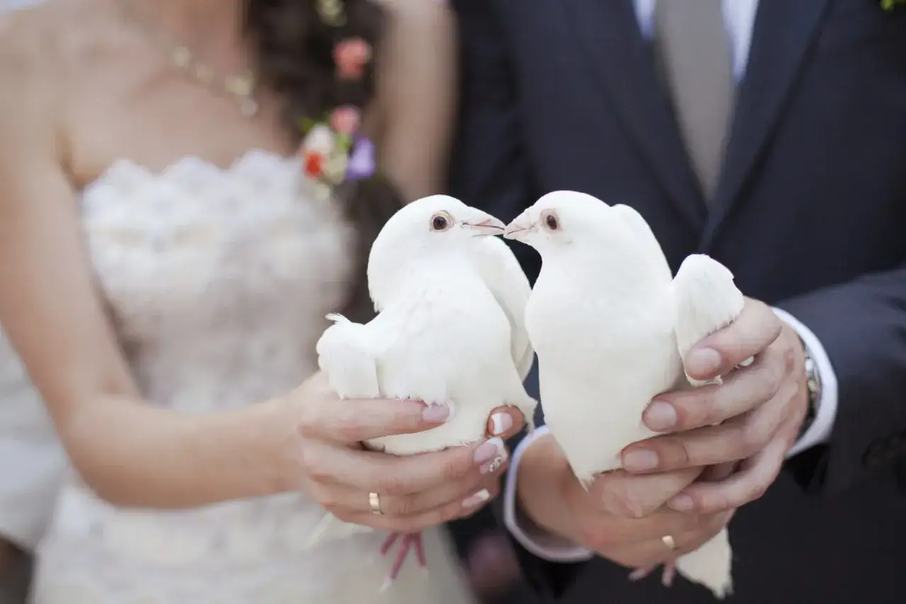 Un couple de mariés tient délicatement deux colombes blanches, symbolisant le lacher de colombes et le début d'une nouvelle vie ensemble.